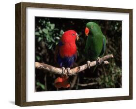 Eclectus Parrots: Male (Right) and Female (Left)-Lynn M. Stone-Framed Photographic Print