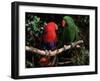 Eclectus Parrots: Male (Right) and Female (Left)-Lynn M. Stone-Framed Photographic Print