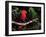 Eclectus Parrots: Male (Right) and Female (Left)-Lynn M. Stone-Framed Photographic Print