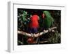 Eclectus Parrots: Male (Right) and Female (Left)-Lynn M. Stone-Framed Photographic Print