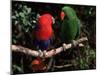 Eclectus Parrots: Male (Right) and Female (Left)-Lynn M. Stone-Mounted Photographic Print