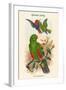 Eclectus Polychlorus - Green Lory-John Gould-Framed Art Print