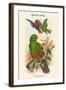 Eclectus Polychlorus - Green Lory-John Gould-Framed Art Print