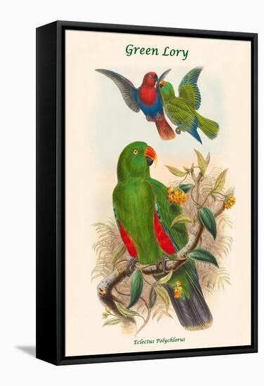 Eclectus Polychlorus - Green Lory-John Gould-Framed Stretched Canvas