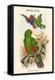 Eclectus Polychlorus - Green Lory-John Gould-Framed Stretched Canvas