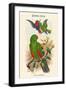 Eclectus Polychlorus - Green Lory-John Gould-Framed Art Print