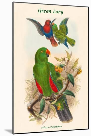 Eclectus Polychlorus - Green Lory-John Gould-Mounted Art Print