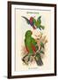 Eclectus Polychlorus - Green Lory-John Gould-Framed Art Print