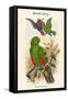 Eclectus Polychlorus - Green Lory-John Gould-Framed Stretched Canvas