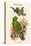 Eclectus Polychlorus - Green Lory-John Gould-Stretched Canvas