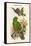 Eclectus Polychlorus - Green Lory-John Gould-Framed Stretched Canvas