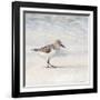 Eclipsed Sandpiper-Denise Brown-Framed Art Print