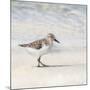 Eclipsed Sandpiper-Denise Brown-Mounted Art Print
