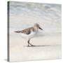 Eclipsed Sandpiper-Denise Brown-Stretched Canvas