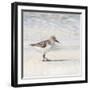 Eclipsed Sandpiper-Denise Brown-Framed Art Print