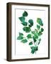 Eco Garden - Birch-null-Framed Giclee Print