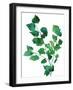 Eco Garden - Birch-null-Framed Giclee Print