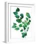 Eco Garden - Birch-null-Framed Giclee Print