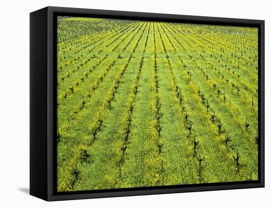 Ecological Wine-Growing (Mustard Flowers Between Rows of Vines)-Hendrik Holler-Framed Stretched Canvas