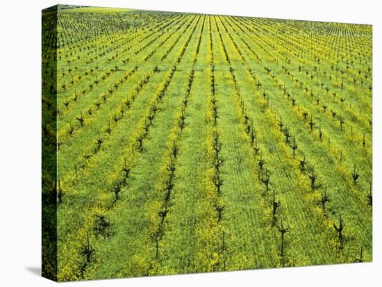 Ecological Wine-Growing (Mustard Flowers Between Rows of Vines)-Hendrik Holler-Stretched Canvas