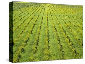 Ecological Wine-Growing (Mustard Flowers Between Rows of Vines)-Hendrik Holler-Stretched Canvas