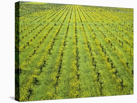 Ecological Wine-Growing (Mustard Flowers Between Rows of Vines)-Hendrik Holler-Stretched Canvas