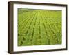 Ecological Wine-Growing (Mustard Flowers Between Rows of Vines)-Hendrik Holler-Framed Photographic Print