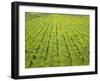 Ecological Wine-Growing (Mustard Flowers Between Rows of Vines)-Hendrik Holler-Framed Photographic Print