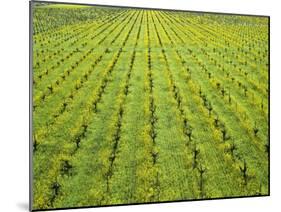 Ecological Wine-Growing (Mustard Flowers Between Rows of Vines)-Hendrik Holler-Mounted Photographic Print