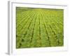 Ecological Wine-Growing (Mustard Flowers Between Rows of Vines)-Hendrik Holler-Framed Photographic Print