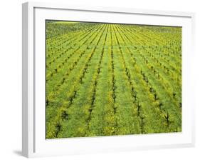 Ecological Wine-Growing (Mustard Flowers Between Rows of Vines)-Hendrik Holler-Framed Photographic Print