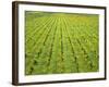 Ecological Wine-Growing (Mustard Flowers Between Rows of Vines)-Hendrik Holler-Framed Photographic Print