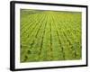 Ecological Wine-Growing (Mustard Flowers Between Rows of Vines)-Hendrik Holler-Framed Photographic Print