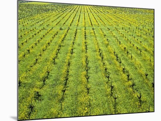 Ecological Wine-Growing (Mustard Flowers Between Rows of Vines)-Hendrik Holler-Mounted Photographic Print