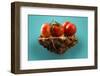 Ecologist-isma Yunta-Framed Photographic Print