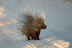 Alert Cape Porcupine (Hystrix Africaeaustralis) with Erect Quills, South Africa-EcoPrint-Photographic Print