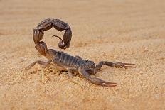 Granulated Thick-Tailed Scorpion (Parabuthus Granulatus), Kalahari Desert, South Africa-EcoPrint-Photographic Print