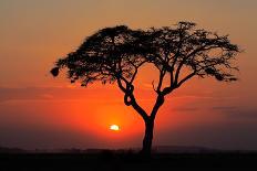 Sunset with Silhouetted African Acacia Tree, Amboseli National Park, Kenya-EcoPrint-Framed Stretched Canvas