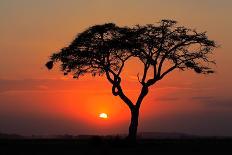 Sunset with Silhouetted African Acacia Tree, Amboseli National Park, Kenya-EcoPrint-Framed Photographic Print