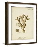 Ecru Coral II-Johann Esper-Framed Art Print