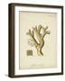 Ecru Coral II-Johann Esper-Framed Art Print