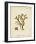 Ecru Coral II-Johann Esper-Framed Art Print