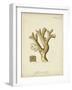 Ecru Coral II-Johann Esper-Framed Art Print