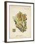 Ecru Coral III-Johann Esper-Framed Art Print