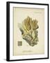 Ecru Coral III-Johann Esper-Framed Art Print