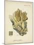 Ecru Coral III-Johann Esper-Mounted Art Print