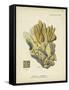 Ecru Coral III-Johann Esper-Framed Stretched Canvas