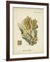 Ecru Coral III-Johann Esper-Framed Art Print