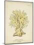 Ecru Coral IX-Johann Esper-Mounted Art Print