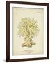 Ecru Coral IX-Johann Esper-Framed Art Print